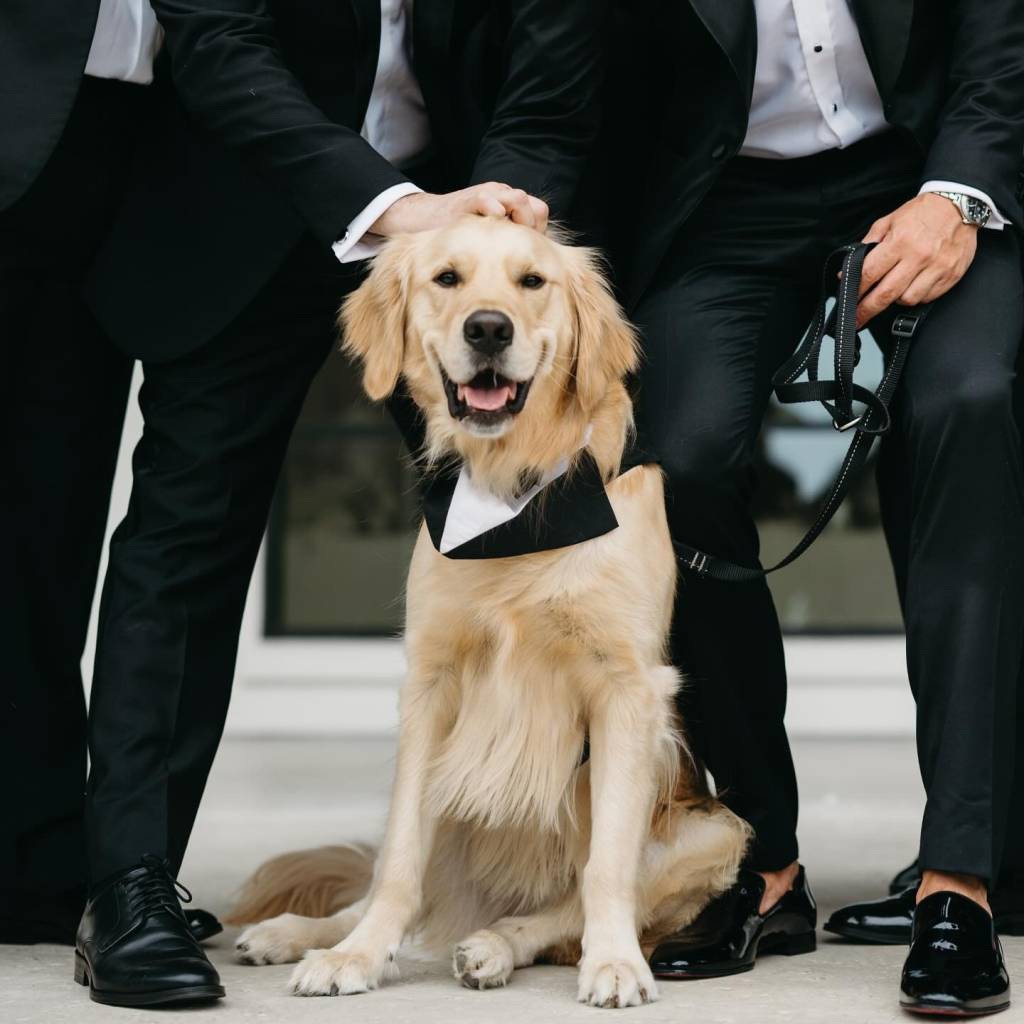 Want your furry friend to be part of your big day—minus the stress? Hire a wedding pet attendant! They’ll take